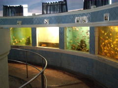 Batumio akvariumas